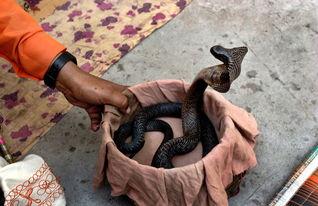 印度蛇变成人绘画视频,印度蛇神化身人形奇观揭秘