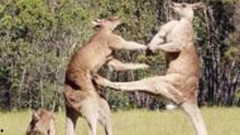 成人袋鼠抱球视频,成人版袋鼠抱球萌动时刻