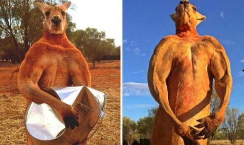 成人袋鼠抱球视频,成人版袋鼠抱球萌动时刻