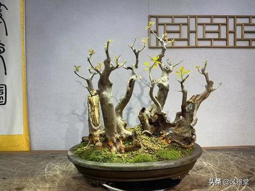 成人自制小盆景视频大全,自制小盆景视频大全，打造家居绿意盎然