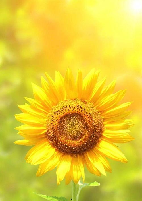 向日葵成人短视频在线,成人短视频中的光影故事