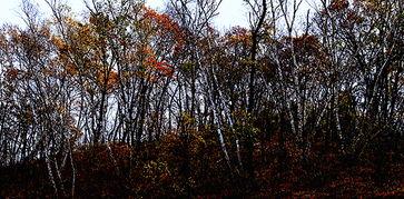 成人秋景写真视频,成人秋景写真视频中的浪漫时光