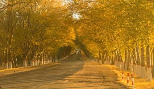 成人秋景写真视频,成人秋景写真视频中的浪漫时光